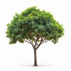 Fototapeta na wymiar a tree with green leaves