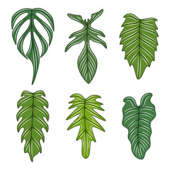 Set of color illustration with monstera creeper plant leaves. Isolated vector objects on white background.