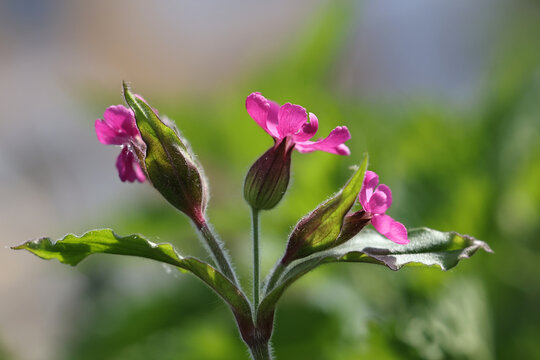 Red catchfly, Silene dioica, also known as red campion, wild plant from Finland