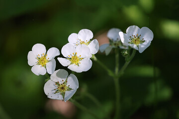 Hautbois Strawberry, Fragaria moschata, also called Fragaria muricata, wild fruit plant from Finland