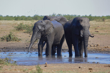 Afrikanischer Elefant / African elephant / Loxodonta africana