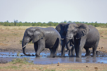 Obraz premium Afrikanischer Elefant / African elephant / Loxodonta africana