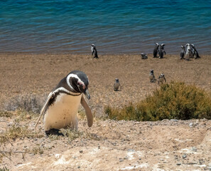 Fascinating Magellan penguin colonies breeding on the stunning coast of the Valdés Peninsula...
