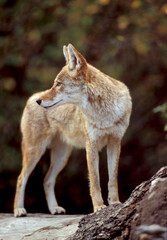 Coyote on Log Looking Behind