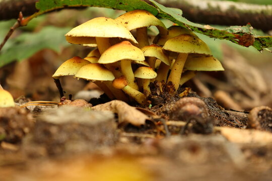 Group of orange mushrooms in an autumn forest
