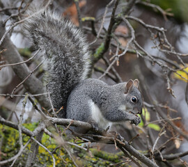 Naklejka na ściany i meble Gray Squirrel in a Tree at Red Bluff, California