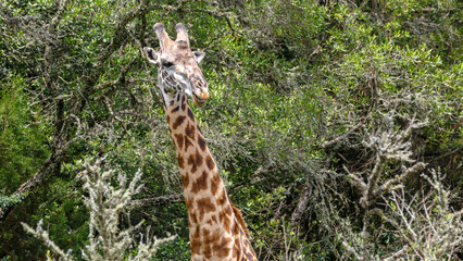 Arusha National Park