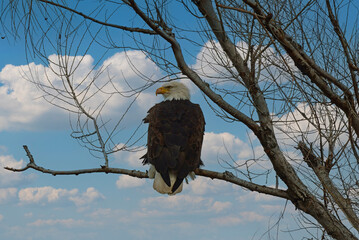American Bald Eagle in a Tree at Sacramento Wildlife Refuge, California