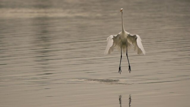  A great egret (Ardea alba), also known as the common egret, large egret, or (in the Old World) great white egret or great white heron dansing above shallow water - slow motion