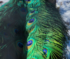 Beautiful plumage of a peacock, close up
