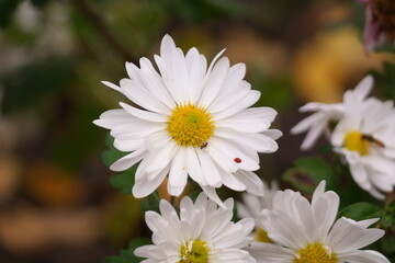 Fototapeta premium white chrysanthemum. White Chrysanthemum Flowers. High angle shot. white-yellow chrysanthemums. natural flower background. autumn flowers.