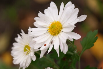 Fototapeta premium white chrysanthemum. White Chrysanthemum Flowers. High angle shot. white-yellow chrysanthemums. natural flower background. autumn flowers.