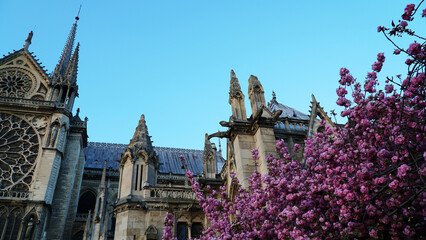 Catedral Notre-Dame de Paris in  the spring