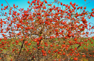 Branch with ripe rose hips on a blurred background. branch with a lot of rose hips. 