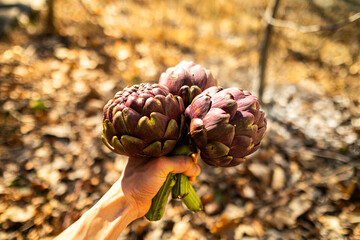 picking up and holding artichoke in hand 