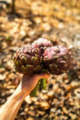 picking up and holding artichoke in hand 