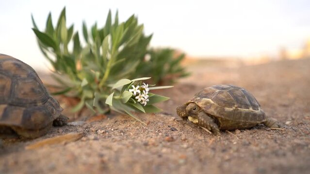 A turtle searching for food under a tree
