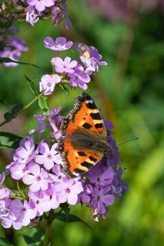 Close up of a small tortoiseshell (aglais urticae) butterfly pollinating pink garden phlox flowers