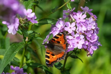 Close up of a small tortoiseshell (aglais urticae) butterfly pollinating pink garden phlox flowers