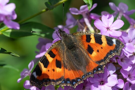 Close up of a small tortoiseshell (aglais urticae) butterfly pollinating pink garden phlox flowers