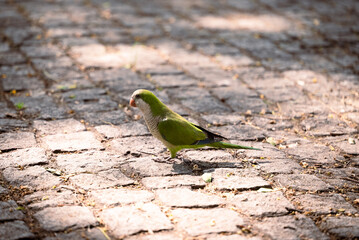 green parrot in a park