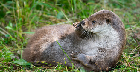 otter - Lutra lutra in nature - 724211695