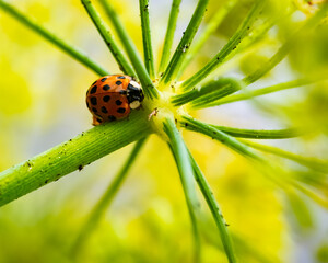 Ladybug on a plant