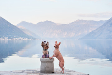 two dogs on the embankment, American Hairless and Yorkshire Terrier. Pets at water