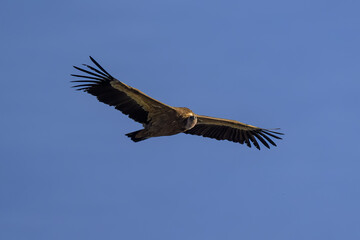 Buitre leonado ibérico en vuelo, en la Sierra de Guadarrama en Madrid. 