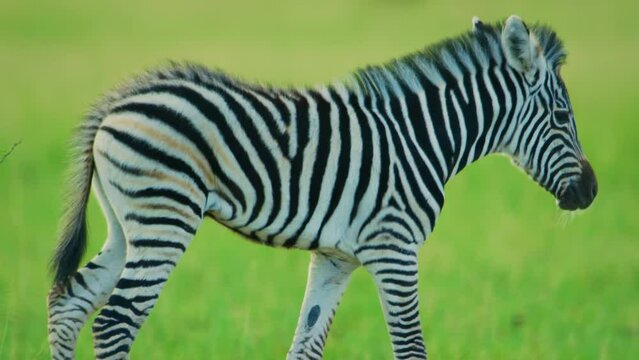 Portrait footage of a baby zebra walking in Savanah. slow motion.