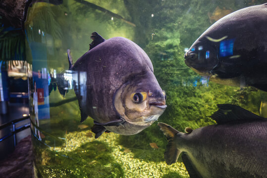 Barcelona, Spain - May 26, 2015. Tambaqui fishes - Colossoma macropomum swimming in a large aquarium, Barcelona Aquarium