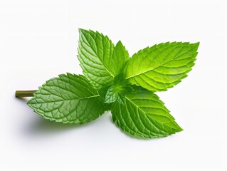 Fresh Mint Leaf Herbal Organic Isolated on White Background AI Generated