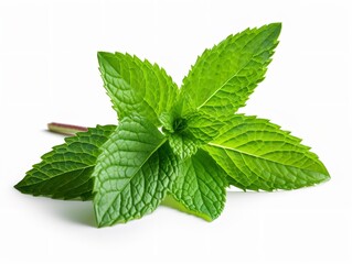 Fresh Mint Leaf Herbal Organic Isolated on White Background AI Generated - obrazy, fototapety, plakaty