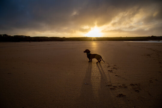 Silhouette of a cute Dachshund dog on a sunny beach in Cornwall - Powered by Adobe