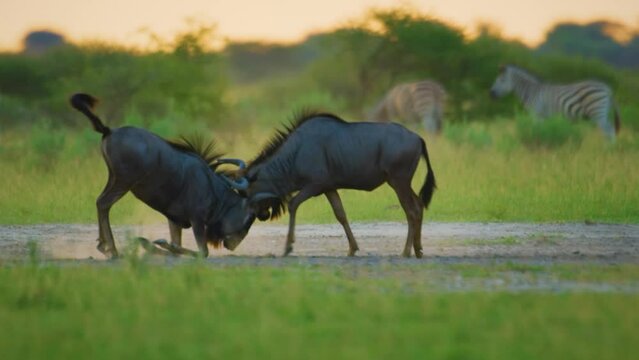 Slow motion footage of two Black wildebeest (Connochaetes gnou) fighting with each other in kruger national park of tanzania.