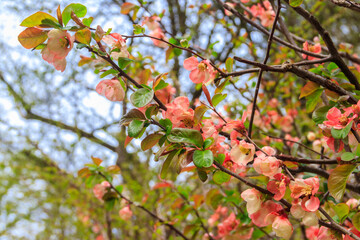 Chaenomeles speciosa, the flowering quince, Chinese quince or Japanese quince in bloom