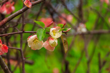 Naklejka na ściany i meble Chaenomeles speciosa, the flowering quince, Chinese quince or Japanese quince in bloom