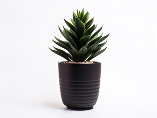 Succulent Plant Pot Greenery Isolated on White Background AI Generated
