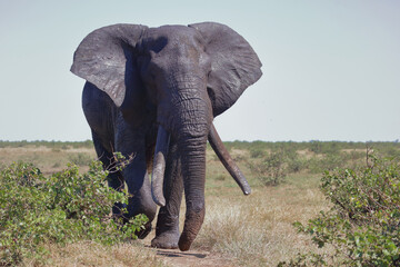 Afrikanischer Elefant / African elephant / Loxodonta africana