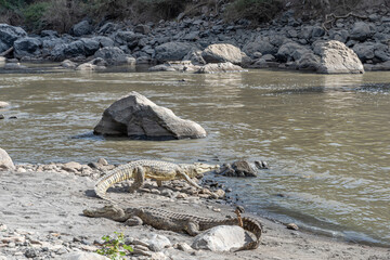 Alligators resting on rocks in the river at Awash Falls in Afar, Northern Ethiopia