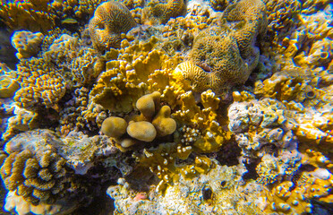 multi-colored background with coral reef with fish in Egypt