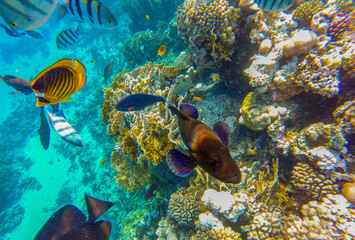 multi-colored background with coral reef with fish in Egypt