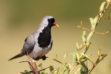 Kaptäubchen oder Maskentäubchen / Namaqua dove / Oena capensis