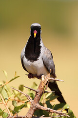 Kapt&auml;ubchen oder Maskent&auml;ubchen / Namaqua dove / Oena capensis