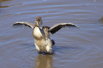 Höckerglanzgans / Knob-billed duck / Sarkidiornis melanotos.