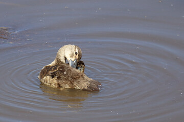 H&ouml;ckerglanzgans / Knob-billed duck / Sarkidiornis melanotos.