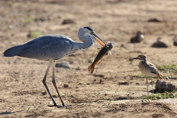 Afrikanischer Graureiher / Grey heron / Ardea cinerea