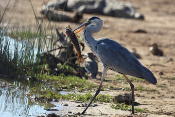 Afrikanischer Graureiher / Grey heron / Ardea cinerea