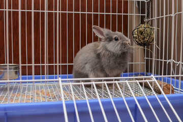 small fluffy gray rabbit sits in a cage and eats hay