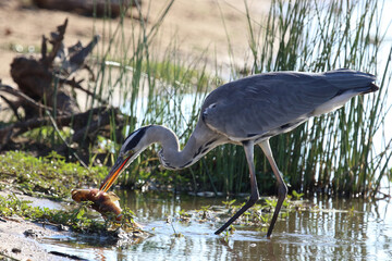 Afrikanischer Graureiher / Grey heron / Ardea cinerea